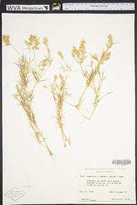 Eragrostis reptans image